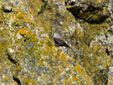 Tichodroma muraria