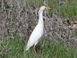 Bubulcus ibis