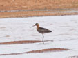 Limosa limosa