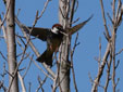 Passer hispaniolensis