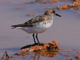Calidris alba