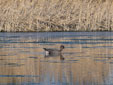 Anser brachyrhynchus