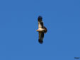 Aquila adalberti