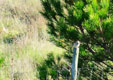 Passer hispaniolensis