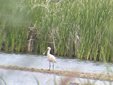 Platalea leucorodia