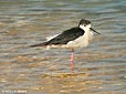 Himantopus himantopus