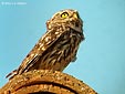 Athene noctua