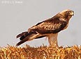 Hieraaetus pennatus