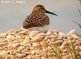 Calidris alpina