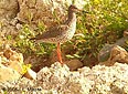 Tringa totanus