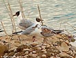 Larus ridibundus