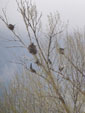 Phalacrocorax carbo