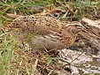 Coturnix coturnix