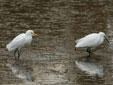 Bubulcus ibis