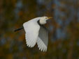 Bubulcus ibis