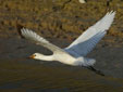 Platalea leucorodia