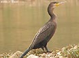 Phalacrocorax carbo