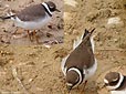 Charadrius hiaticula