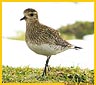 Pluvialis apricaria