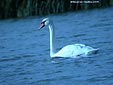 Cygnus olor