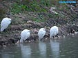 Egretta garzetta