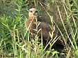 Circus aeruginosus