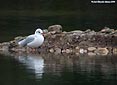 Larus ridibundus