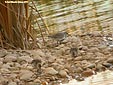 Calidris alpina