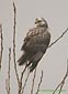 Buteo buteo