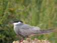 Chlidonias hybridus