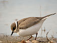 Charadrius hiaticula