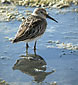 Calidris alpina