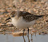 Calidris minuta