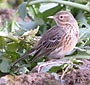 Anthus cervinus
