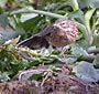 Anthus cervinus