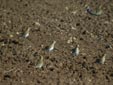 Pluvialis apricaria