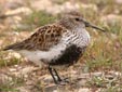 Calidris alpina