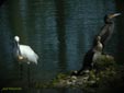 Platalea leucorodia