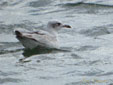 Larus melanocephalus