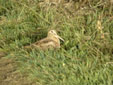 Scolopax rusticola