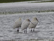 Platalea leucorodia