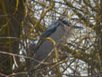Nycticorax nycticorax