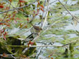 Acrocephalus schoenobaenus