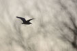 Nycticorax nycticorax