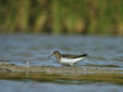 Calidris temminckii