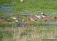 Limosa lapponica