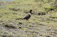 Turdus torquatus