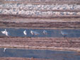 Platalea leucorodia