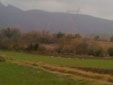 Grus grus