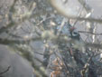 Dendrocopos medius